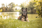 Malinois-Mischling