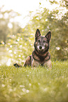 Malinois-Mischling