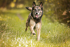 Malinois-Mischling