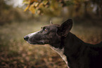 Podenco-Andaluz-Mischling