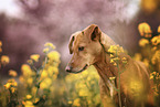 Podenco-Mischling
