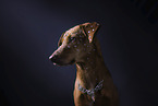 Podenco-Mischling