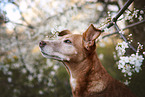 Podenco-Mischling