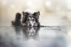 Australian-Shepherd-Sheltie