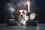 Jack-Russell-Beagle-Dackel