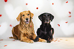 Retriever-Mischling