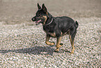Deutscher-Sch�ferhund-Mischling