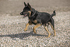 Deutscher-Sch�ferhund-Mischling