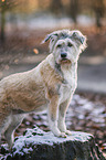 Terrier-Mischling