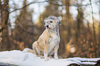Terrier-Mischling
