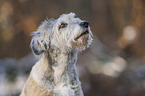 Terrier-Mischling