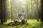 Husky-Mischling