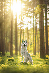 Husky-Mischling