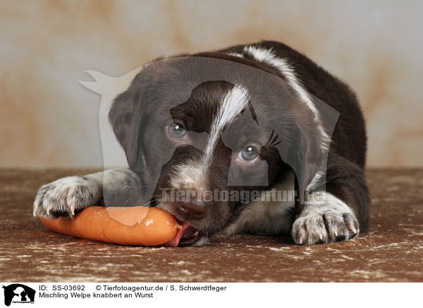 Mischling Welpe knabbert an Wurst / mongrel puppy eats sausage / SS-03692