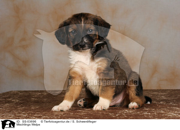 Mischlings Welpe / Mongrel Puppy / SS-03696