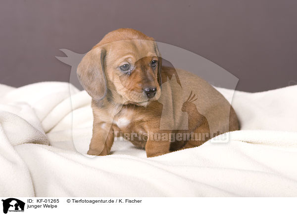 junger Welpe / young puppy / KF-01265