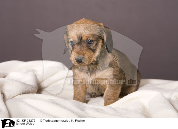 junger Welpe / young puppy / KF-01275