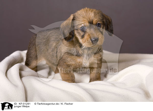 junger Welpe / young puppy / KF-01281