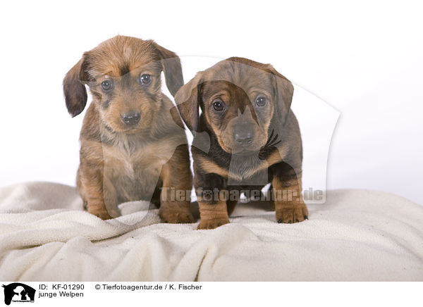 junge Welpen / young puppies / KF-01290