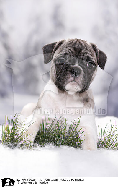 10 Wochen alter Welpe / 10 weeks old pup / RR-79629