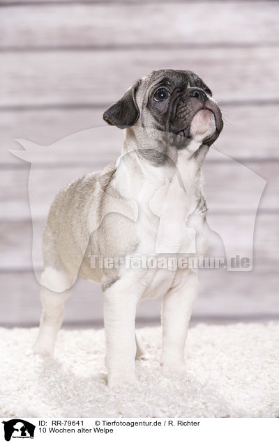 10 Wochen alter Welpe / 10 weeks old pup / RR-79641