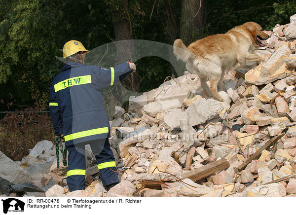 Rettungshund beim Training / rescue dog / RR-00478