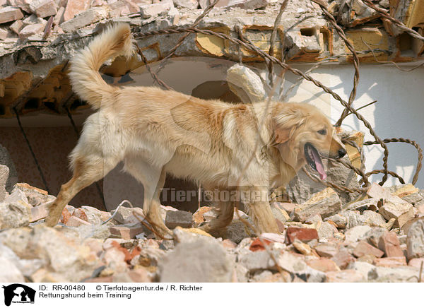 Rettungshund beim Training / RR-00480