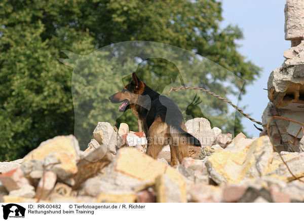 Rettungshund beim Training / rescue dog / RR-00482