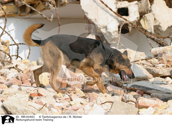 Rettungshund beim Training / rescue dog / RR-00483