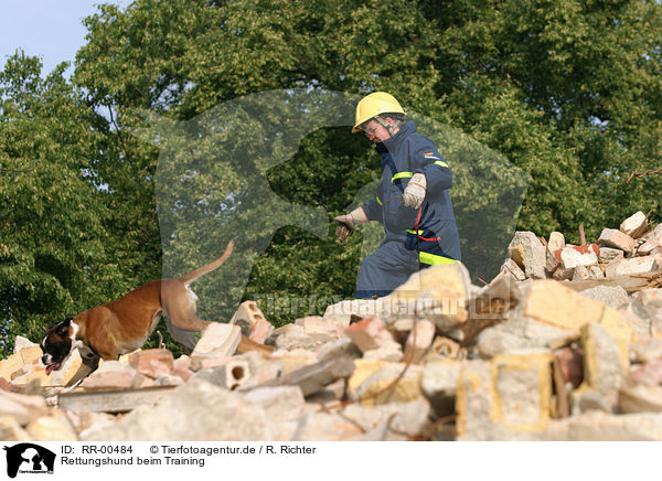 Rettungshund beim Training / rescue dog / RR-00484