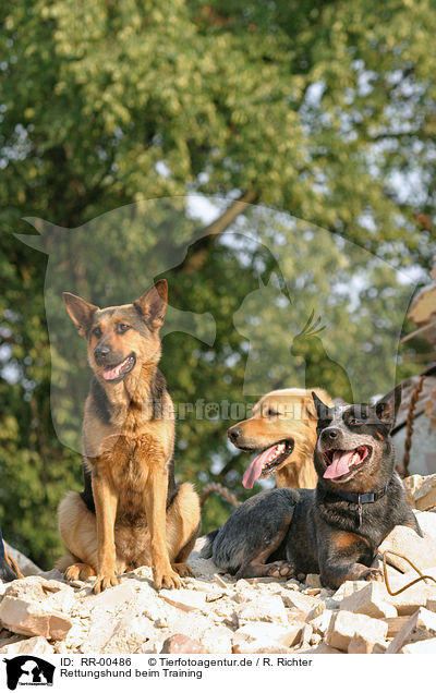 Rettungshund beim Training / rescue dog / RR-00486