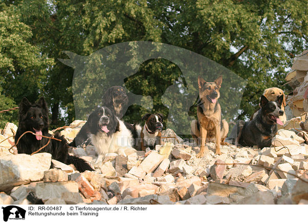 Rettungshunde beim Training / rescue dogs / RR-00487