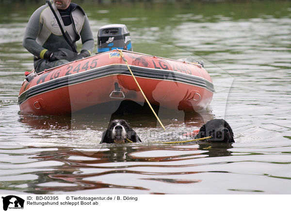 Rettungshund schleppt Boot ab / rescue dog with boat / BD-00395
