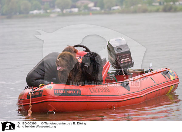 Hund bei der Wasserrettung / BD-00396