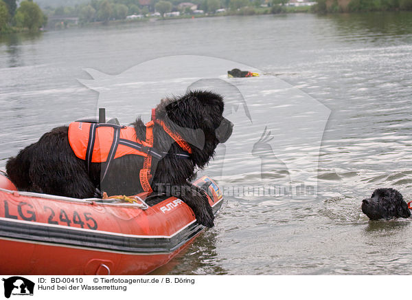 Hund bei der Wasserrettung / rescue dog / BD-00410