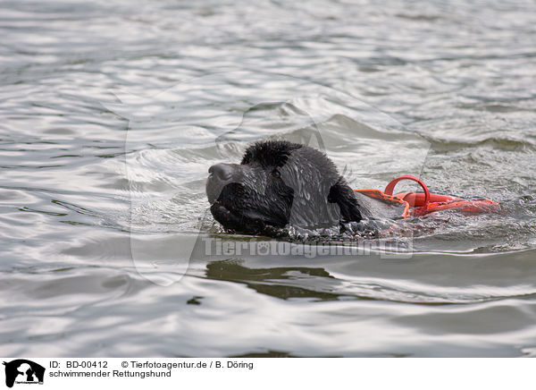 schwimmender Rettungshund / swimming rescue dog / BD-00412