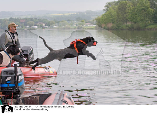 Hund bei der Wasserrettung / rescue dog / BD-00414