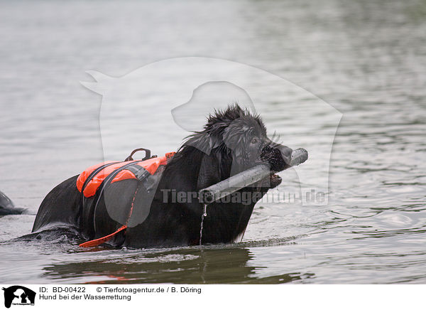 Hund bei der Wasserrettung / BD-00422