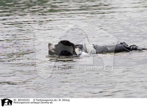 Rettungshund schleppt Dummy ab / swimming rescue dog / BD-00423