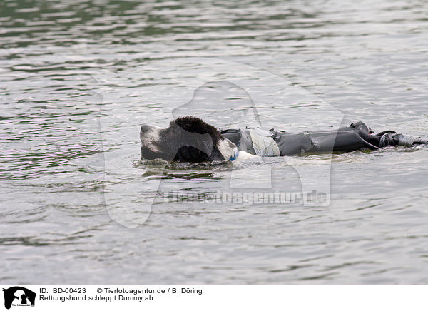 Rettungshund schleppt Dummy ab / BD-00423