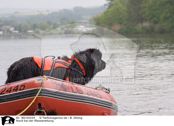 Hund bei der Wasserrettung / rescue dog / BD-00424