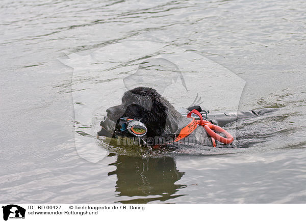 schwimmender Rettungshund / BD-00427