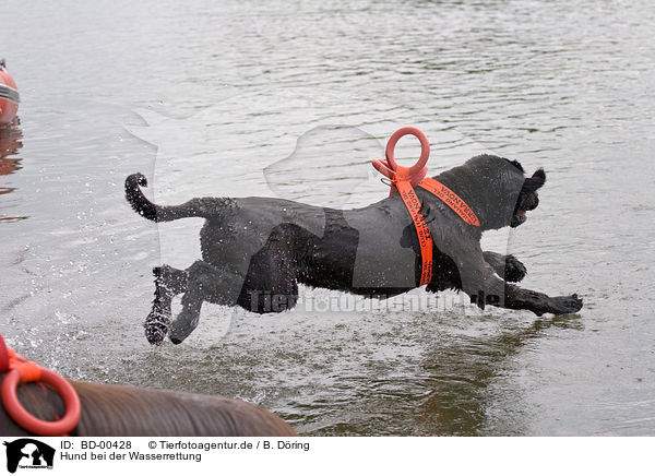 Hund bei der Wasserrettung / rescue dog / BD-00428