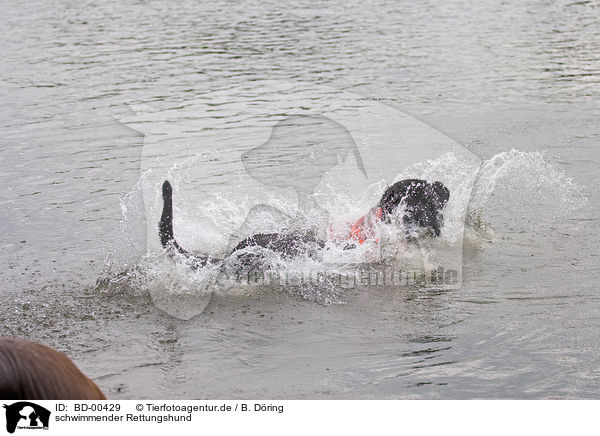 schwimmender Rettungshund / swimming rescue dog / BD-00429