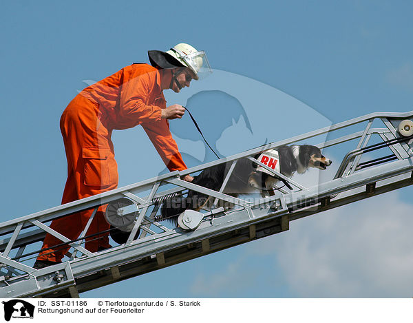 Rettungshund auf der Feuerleiter / rescue dog on fireladder / SST-01186