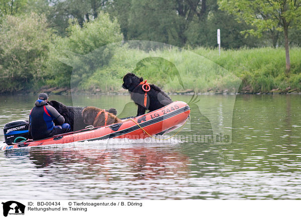 Rettungshund im Training / rescue dog / BD-00434