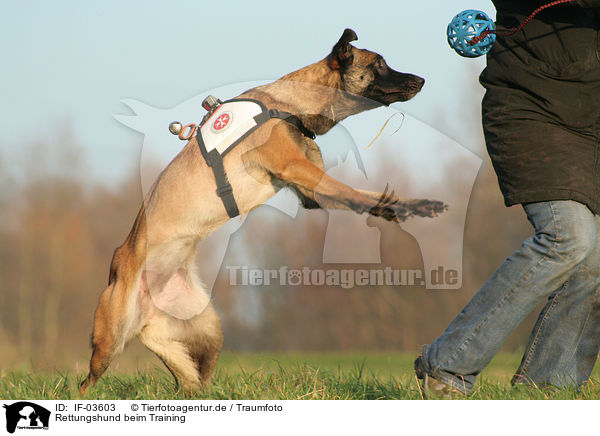 Rettungshund beim Training / IF-03603
