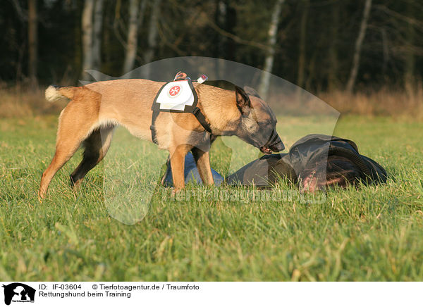 Rettungshund beim Training / IF-03604