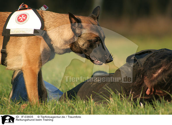 Rettungshund beim Training / IF-03605