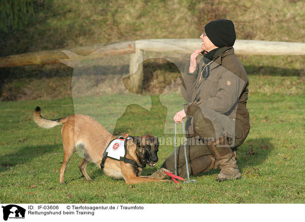 Rettungshund beim Training / IF-03606